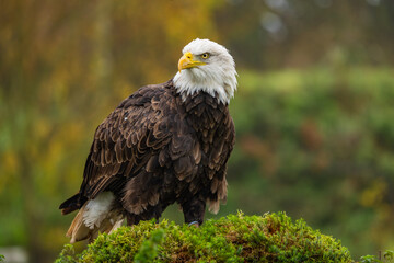american bald eagle on a log