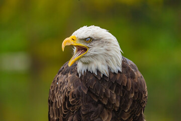 portrait of a bald eagle 