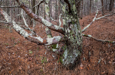 Lichen-encrusted trunk and lower branches of a jack pine tree (Pinus banksiana) in a forest in Shenandoah National Park, Virginia, in early winter.