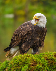 portrait of a bald eagle on a branch