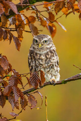 Pooping owl sitting in tree 
