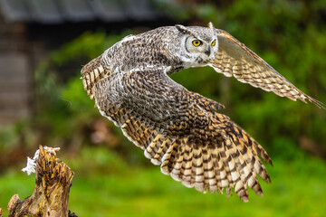 Owl spreading it's wings during flight 