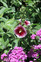 Fototapeta premium Common Hollyhock and Garden Phlox blooms, Derbyshire England 