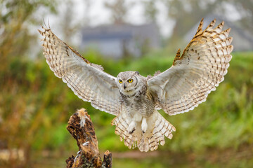 Owl spreading it's wings during flight 