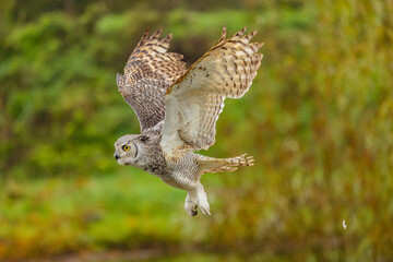 Owl spreading it's wings during flight 