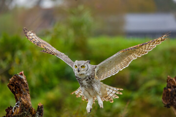 Owl spreading it's wings during flight 