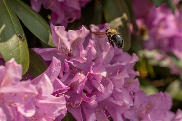 Fototapeta premium Bee and Pink Rhododendron