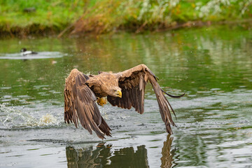Hunting eagle in flight 