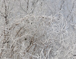 A titmouse bird sits on a branch of a tree covered with frost