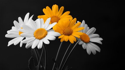 Obraz premium daisies on black background