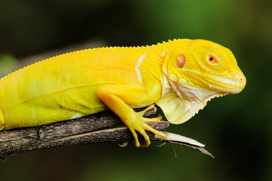 Stunning Albino Iguana on Tree Branch &ndash; A Vibrant Close-up