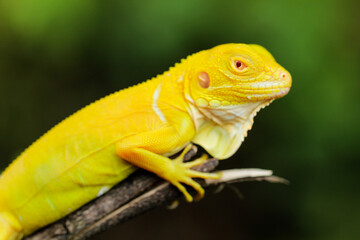 Stunning Albino Iguana on Tree Branch – A Vibrant Close-up