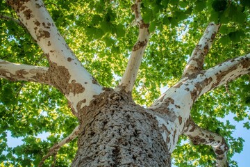 Captivating Sycamore Tree with Mottled Bark and Green Leaves