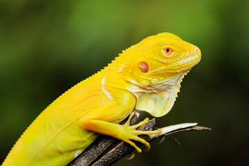 Stunning Albino Iguana on Tree Branch – A Vibrant Close-up