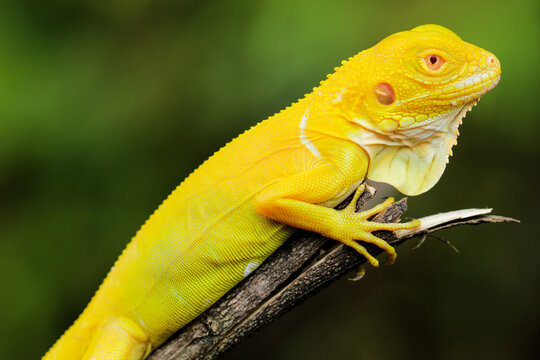 Stunning Albino Iguana on Tree Branch &ndash; A Vibrant Close-up