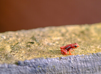 A small, vibrant red frog is comfortably sitting on a large rock