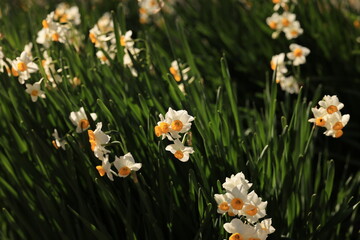 daffodils in the garden