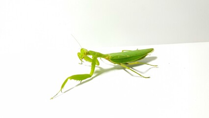 Green praying mantis walking on white background