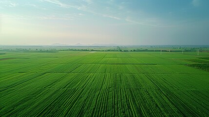 In June, God Vision took a vertical downward aerial photo of the vast green farmland in the North China Plain, with beautiful sunshine. 