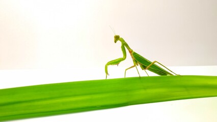 Green praying mantis walking next to pandan leaves on a white background