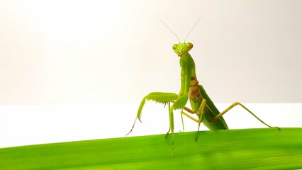 adorable pose of a green praying mantis facing the camera on a pandan leaf on a white background