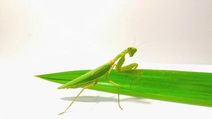 pose of a green praying mantis facing the camera in front of green pandan leaves on a white background