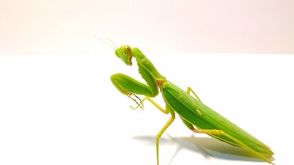 green praying mantis pose facing the camera on a white background