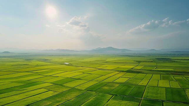 In June, God Vision took a vertical downward aerial photo of the vast green farmland in the North China Plain, with beautiful sunshine. 
