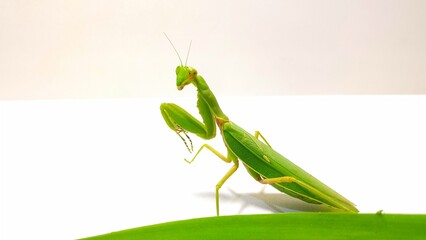 green praying mantis pose behind green pandan leaves on a white background