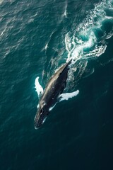 Fototapeta premium A humpback whale emerging from deep blue ocean water. The color palette is dark silver and light navy.