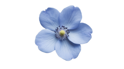 Light blue anemone flower blooming with transparent background