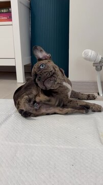 funny french bulldog scratching his ears ugc user generated content