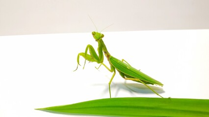 pose of a green praying mantis facing the camera behind a green pandan leaf on a white background