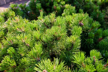  Pine tree in the garden. Close up. Nature background.