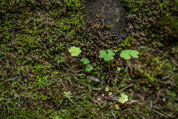 Three leaf Shamrock leaves close up. Close up of a bunch of green clover. Green clover background