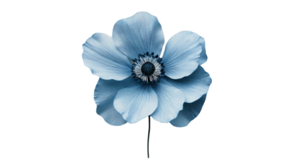 Light blue anemone flower blooming with transparent background
