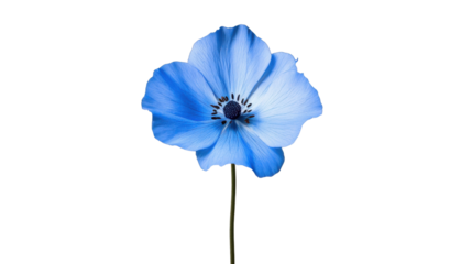 Light blue anemone flower blooming with transparent background