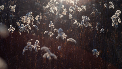 Dry plant branches on a sunny day © Patryk Michalski