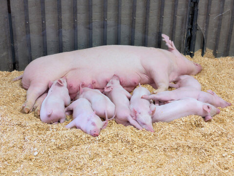 hungry piglets and mama pig resting