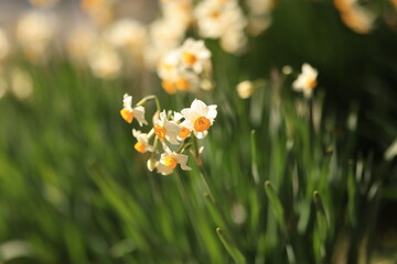 daffodils in spring
