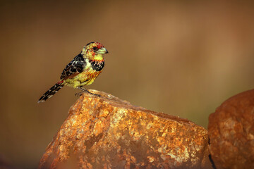 Crested Barbet standing on a rock with morning light in Greater Kruger National park, South Africa...