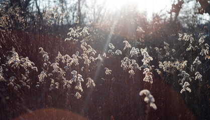 Dry plant branches on a sunny day © Patryk Michalski