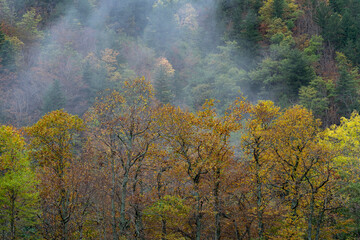 autumn forest in the fog