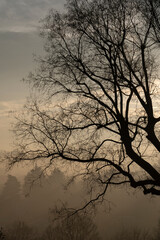 
silhouettes of trees in autumn