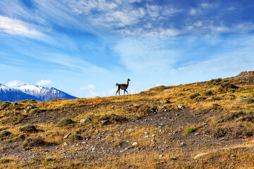 Wild guanaco grazing