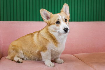 Beautiful corgi on a pink sofa