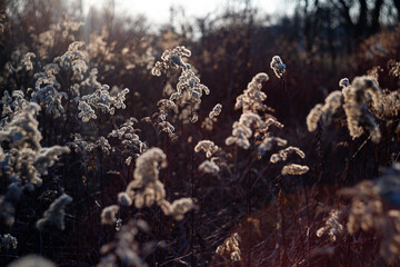 Dry plant branches on a sunny day © Patryk Michalski