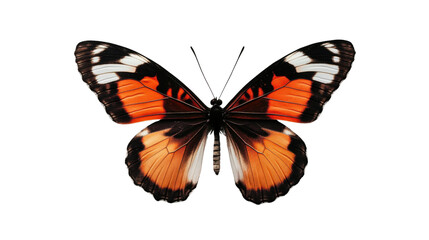 Obraz premium Stunning butterfly with vivid colors and open wings