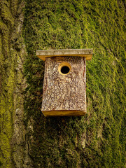 Birdhouse on a tree trunk covered with green moss, close up
