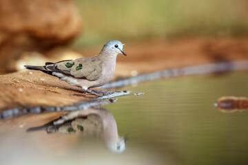 Emerald spotted Wood-Dove standing along waterhole with reflection in Greater Kruger National park, South Africa ; Specie Turtur chalcospilos family of Columbidae